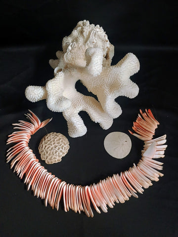 Lot of 4 Sea Specimens