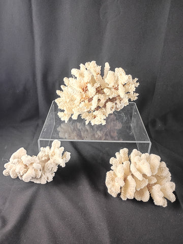 Lot of 3 Coral Specimen