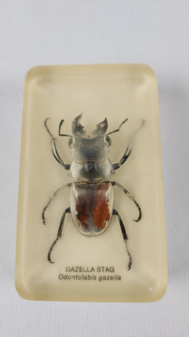Gazella Stag Beetle encased in plastic.