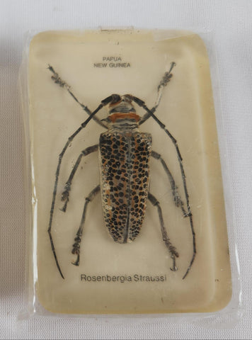 Rosenbergia Strauss Beetle