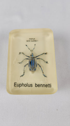 Exotic Beetlle Insect Paperweiight